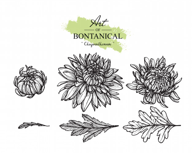 626x500 Chrysanthemum Flower