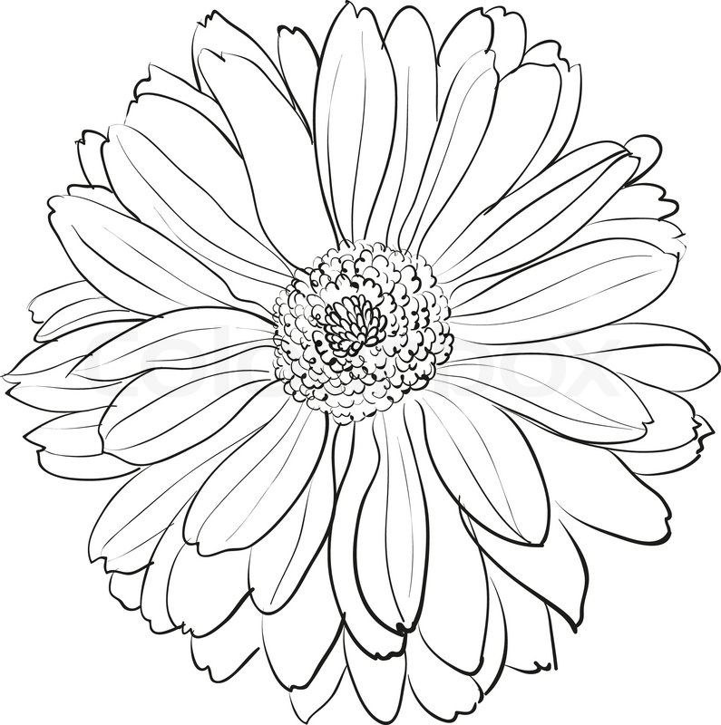 795x800 Chrysanthemum Flower On White Stock Vector Colourbox
