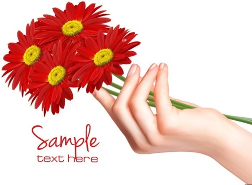 502x368 Chrysanthemum Free Vector Download