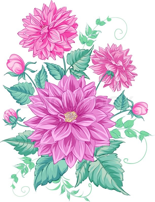 612x800 Chrysanthemum Isolated Over White Stock Vector Colourbox