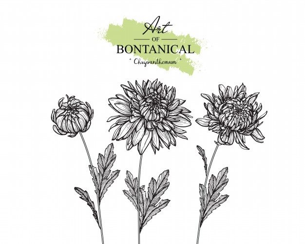 626x500 Chrysanthemum Leaf And Flower Drawings Vintage Hand Drawn