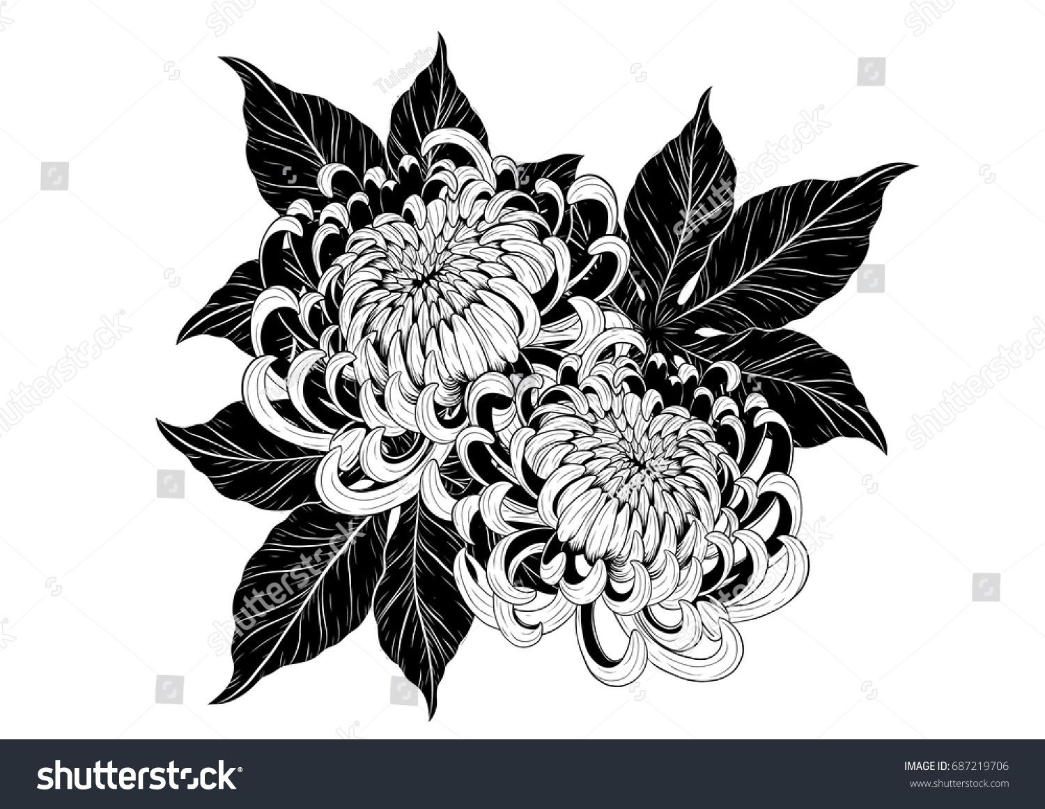 1500x1161 Chrysanthemum Vector On White Background Chrysanthemum Flower