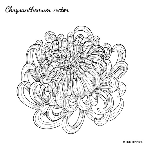 500x500 Chrysanthemum Vector On White Background Chrysanthemum Flower