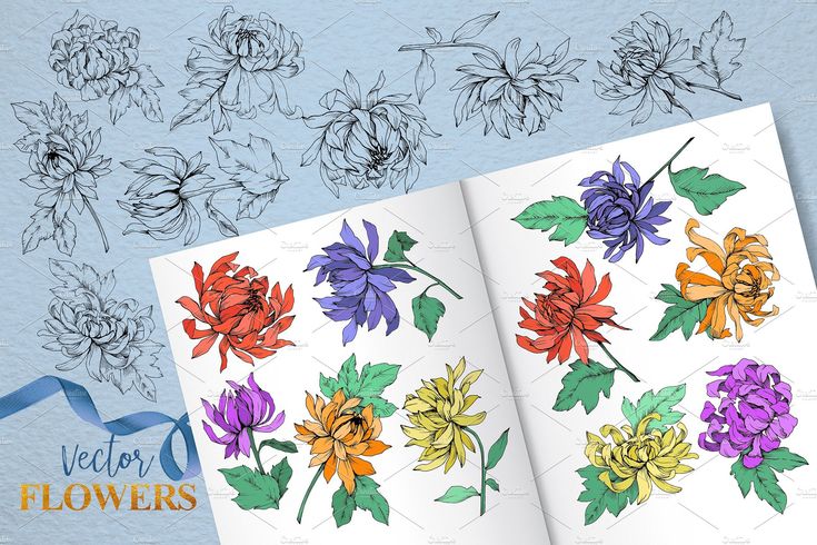 735x490 Vector Flower Chrysanthemum Vector Flowers