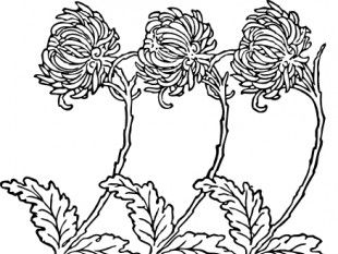 310x233 Chrysanthemum Vector Free Vectors Ui Download