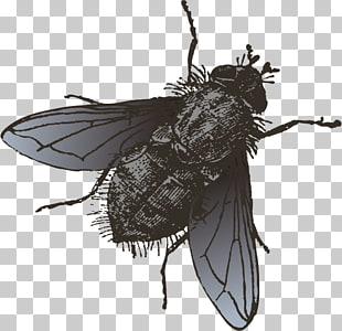 Cicada Vector