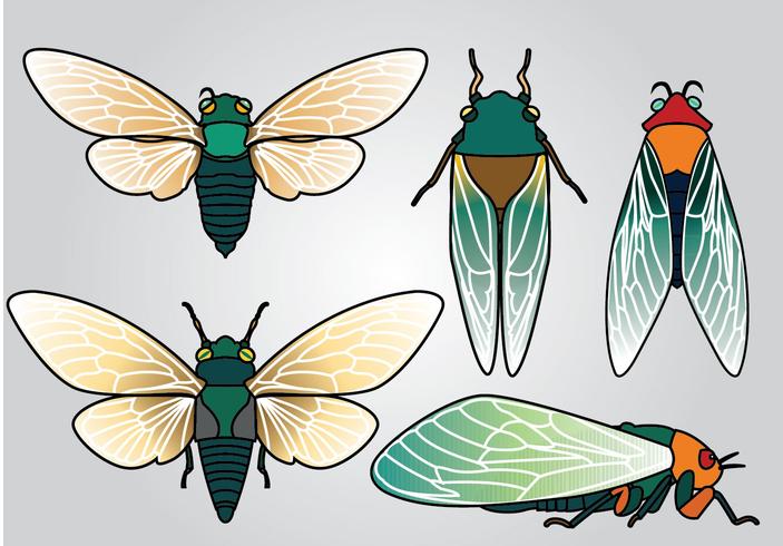 703x490 Cicada Vector Pack