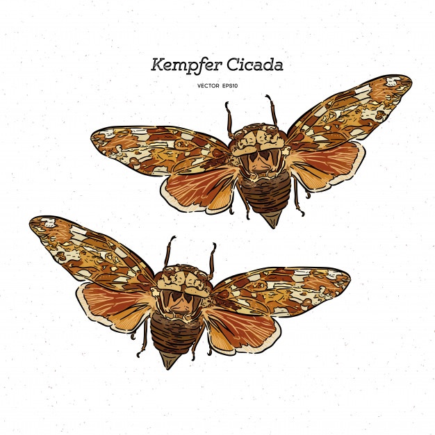 626x626 Cicada Vectors, Photos And Free Download