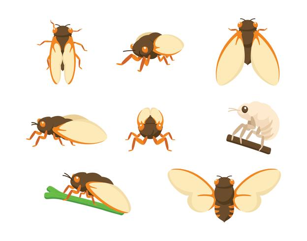 624x490 Cicada Vectors