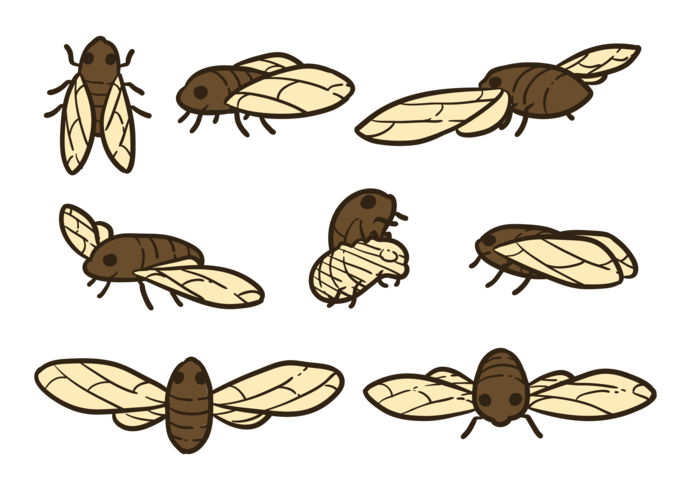 691x490 Cicada Vectors