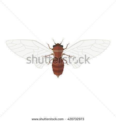 450x470 Cicada Vector Illustration Isolated Insect With Open Wings