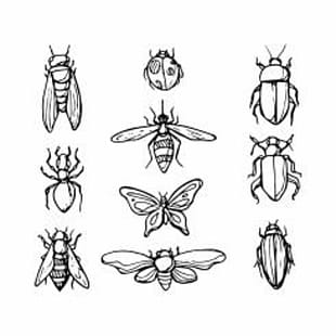 310x310 Fly And Cicada Vector Lineart Free Graphics Uihere