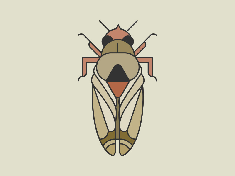 800x600 Geometric Cicada Illustration
