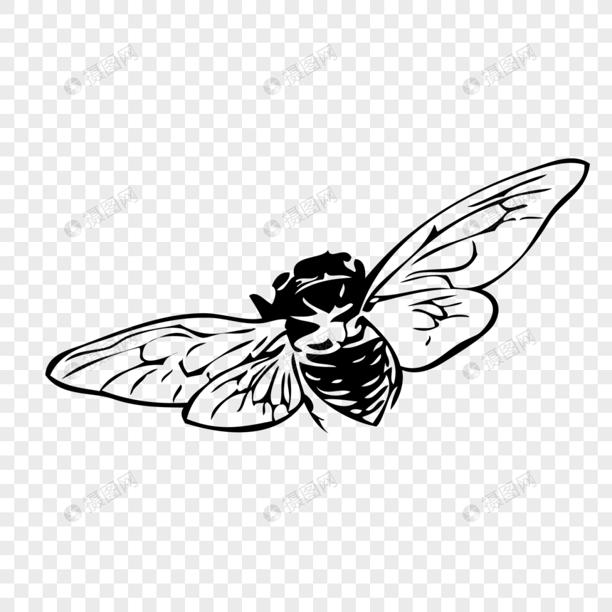 860x860 Hand Painted Sketch Vector Element Of Insect Cicada Pupa Png