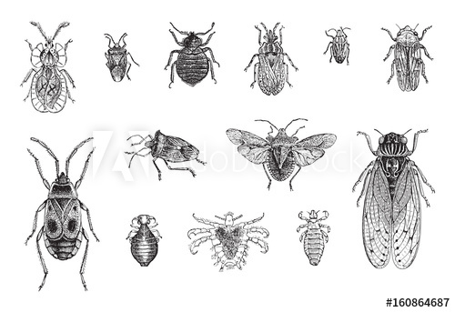 500x343 Set Of Bugs, Cicada And Louses Vintage Illustration