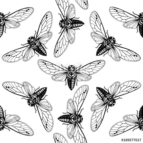 500x500 Vector Background With Hand Drawn Cicada Sketch Vintage Engraved