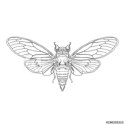 500x500 Vector Big Cicada Black And White Version Isolated On White