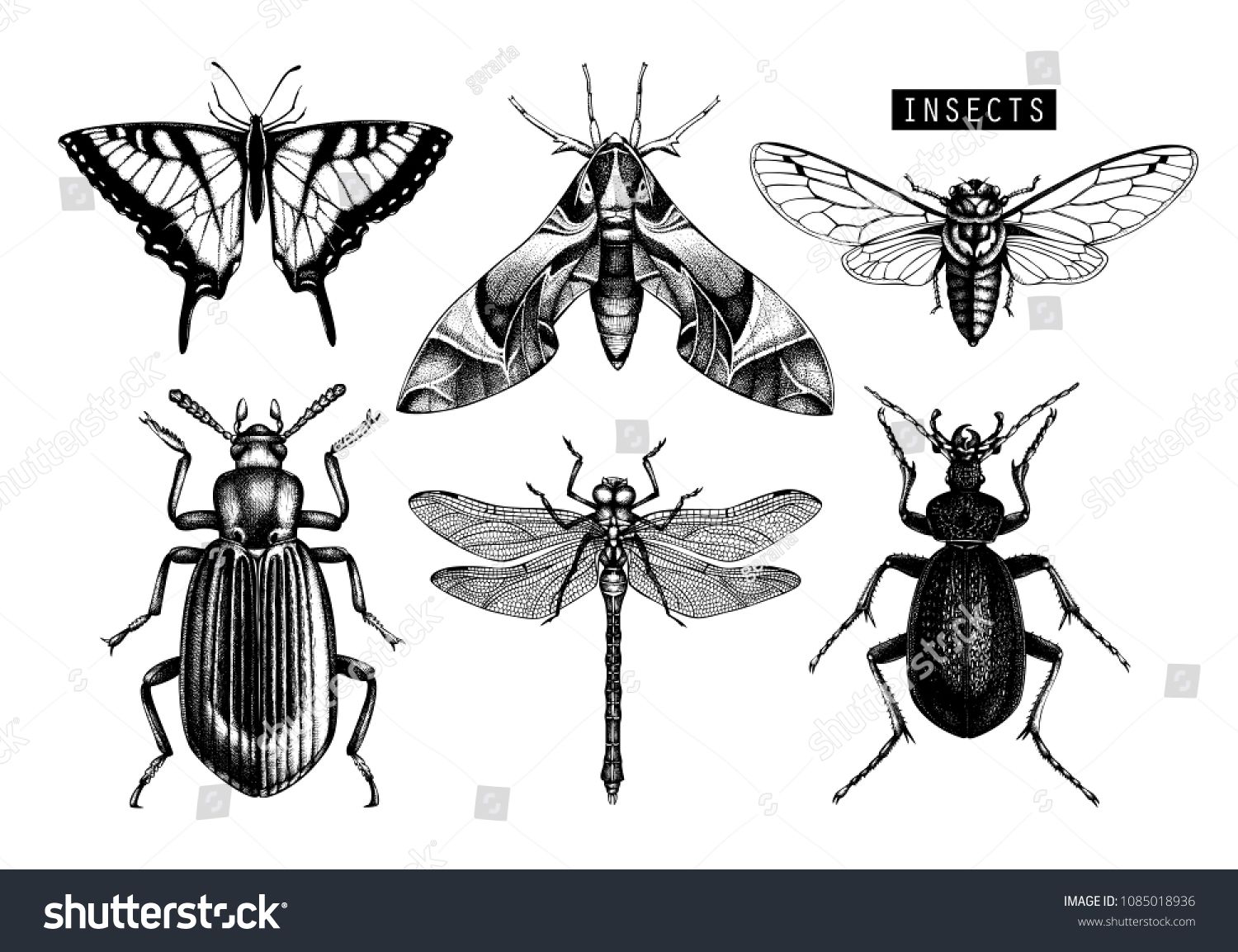1500x1153 Vector Collection Of Hand Drawn Insects Illustrations Black