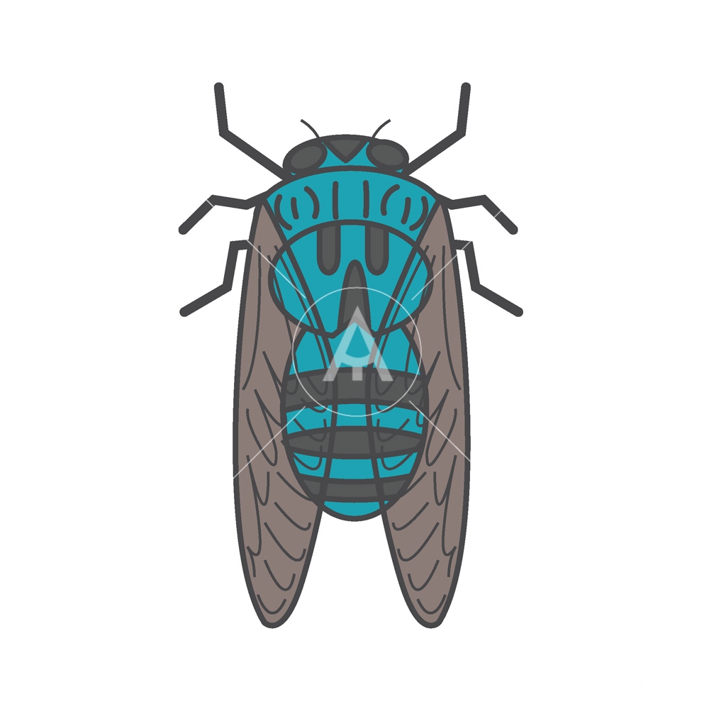 1000x1000 Cicada