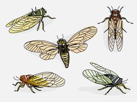 269x200 Cicada Free Vector Art