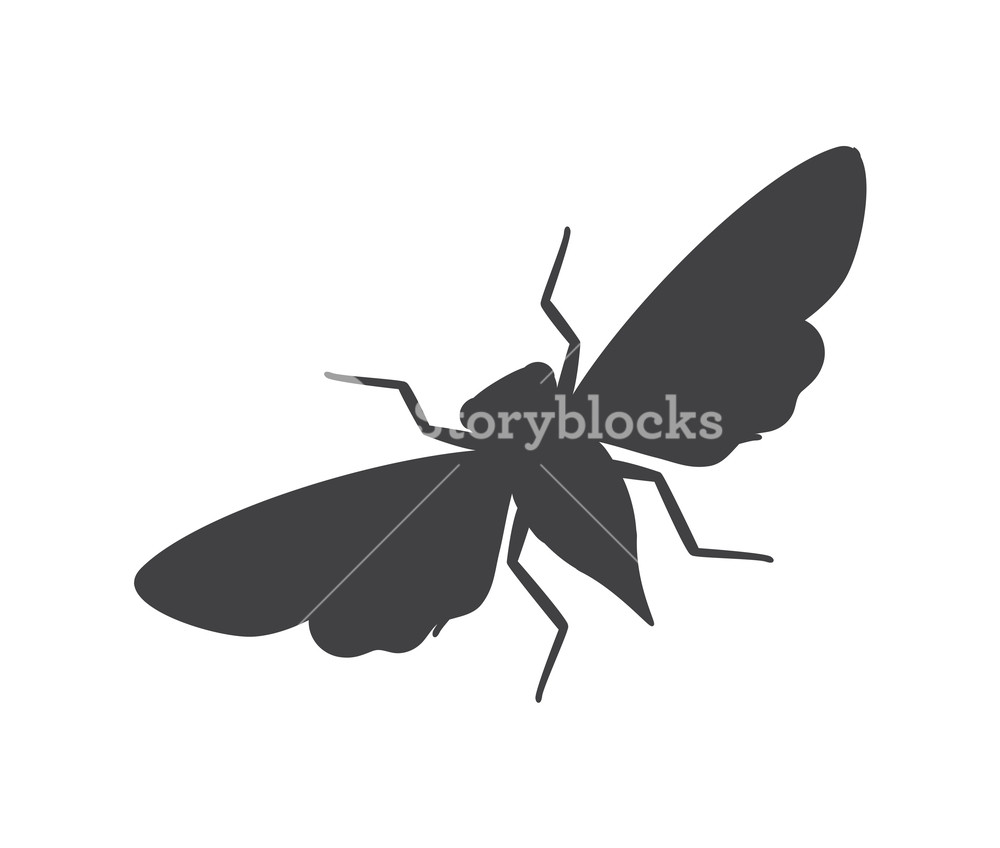 1000x848 Cicada Moth Insect Silhouette Vector Illustration Royalty Free