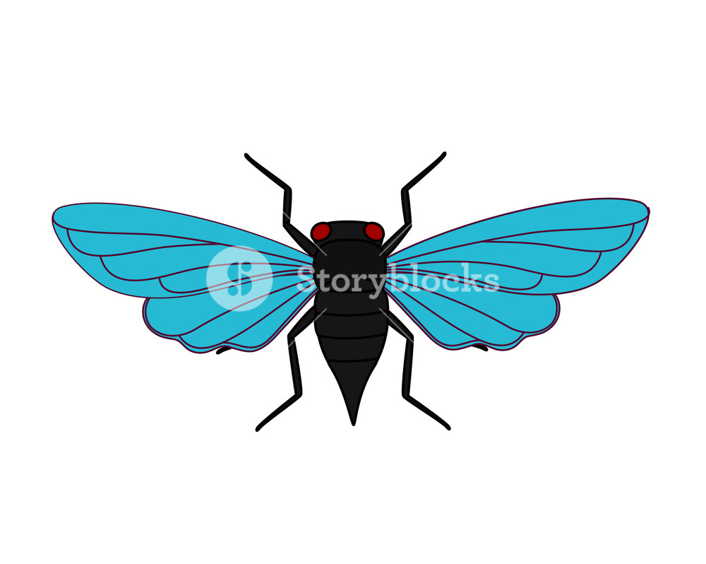 1000x798 Cicada Moth Vector Illustration Royalty Free Stock Image