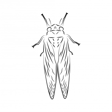 360x360 Cicada Png, Vector, And Clipart With Transparent Background