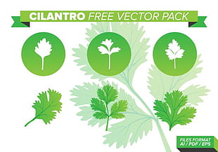 Cilantro Vector