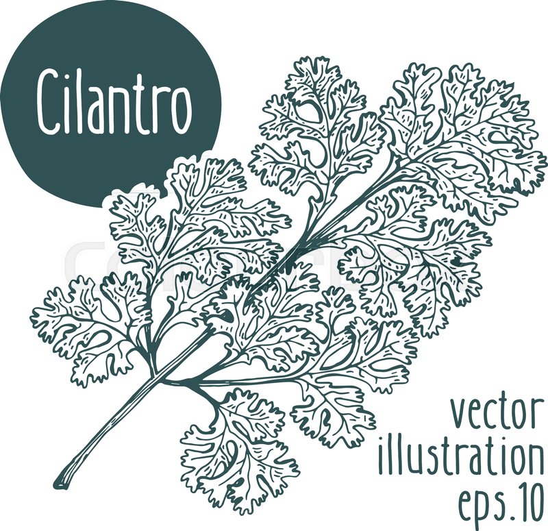 800x775 Cilantro Branch Vector Illustration Stock Vector Colourbox