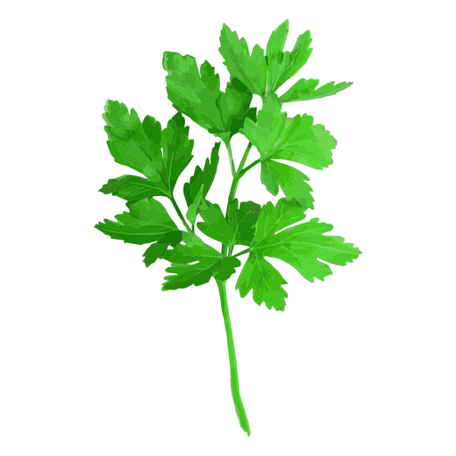 512x512 Cilantro Coriander Herb Illustration