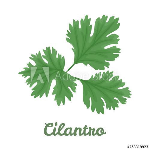 500x500 Cilantro Isolated On White Background Vector Illustration