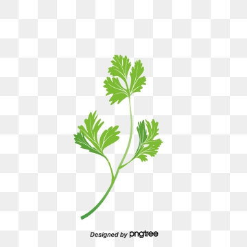 360x360 Coriander Leaves Png, Vector, And Clipart With Transparent