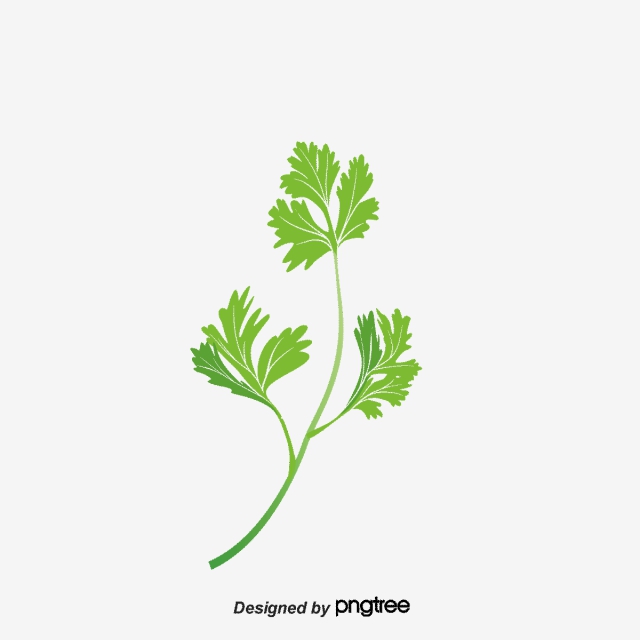640x640 Coriander Png Images Vector And Free Download
