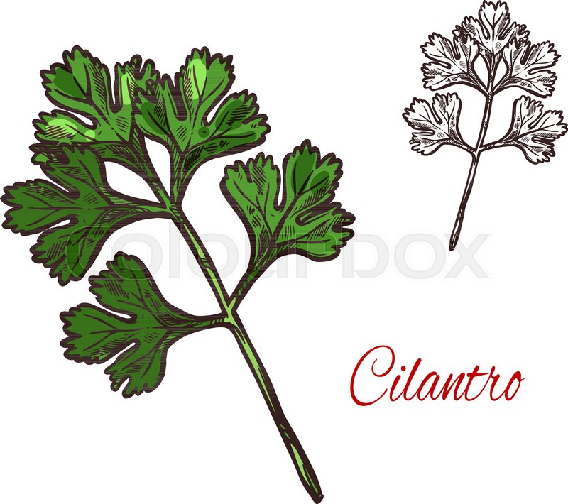 800x710 Coriander Or Cilantro Plant Isolated Stock Vector Colourbox