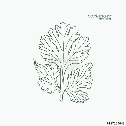 500x500 Coriander Vector Hand Drawn Illustration Set Stock Image