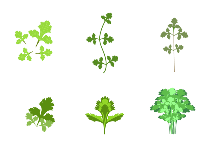 700x490 Free Cilantro Vector