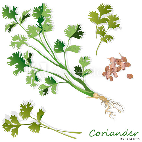 500x500 Fresh Coriander Or Cilantro Powder In The Cup