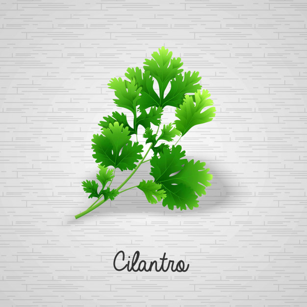 626x626 Fresh Green Leaves Cilantro Note To Editor Vector Premium Download