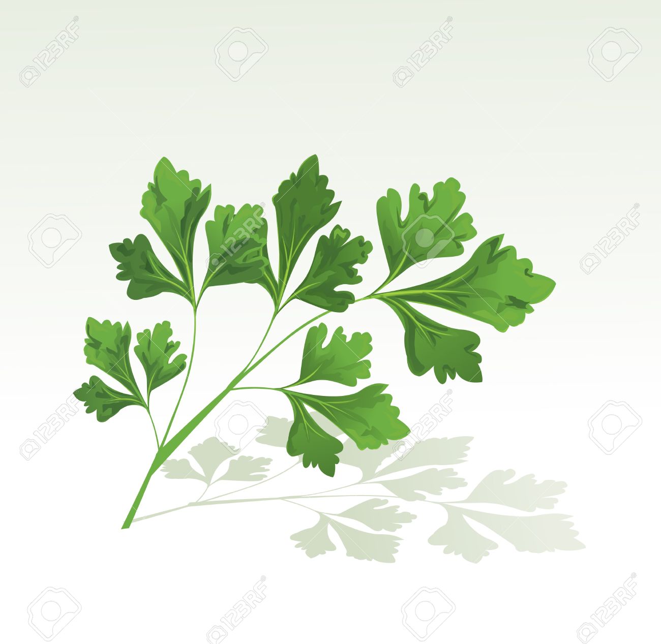 1300x1267 Garden Cilantro Clipart Free Cliparts Download Images