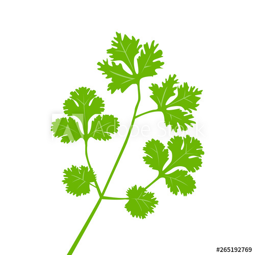 500x500 Green Parsley Cilantro Branch Herb Spice Vector Illustration