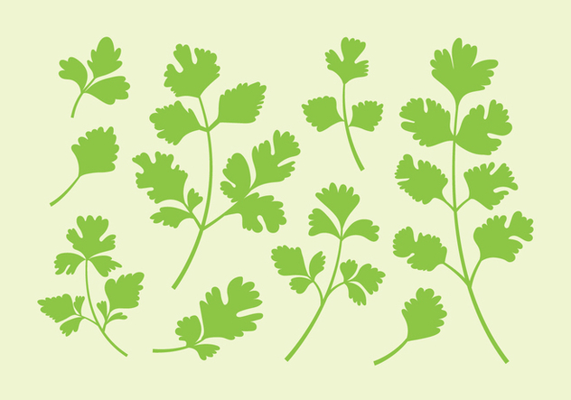 632x443 Parsley Or Cilantro Vectors Free Vector Download Cannypic