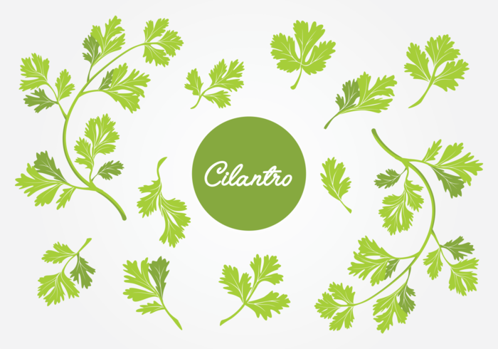 700x490 Set Of Cilantro Leaf