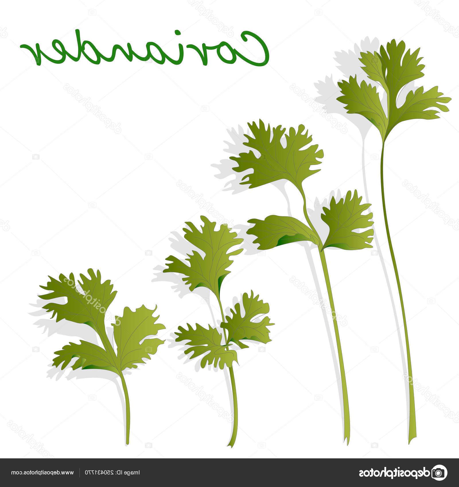 1600x1700 Top Cilantro Graphic Illustration Vector Cdr Vector Images Design