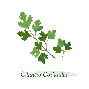 300x300 And Cilantro Royalty Free Vectors