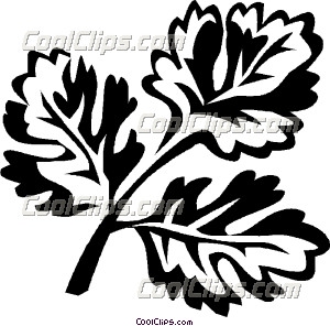 300x296 Coriander Vector Clipart