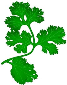 216x275 Cilantro Cartoon Images