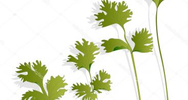 367x195 Cilantro Graphic Illustration Vector Archives Vector Images Design