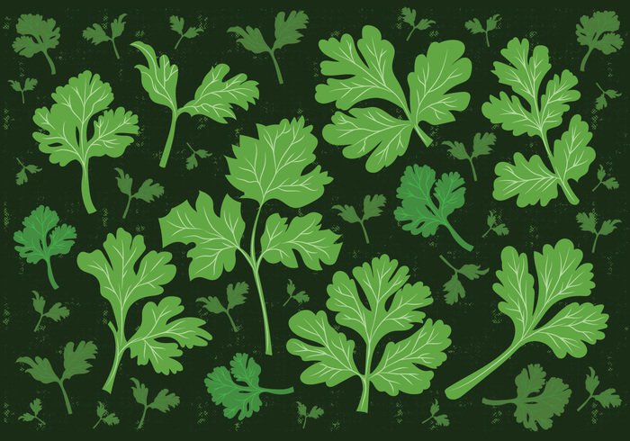 700x490 Cilantro Leaf Vector Background