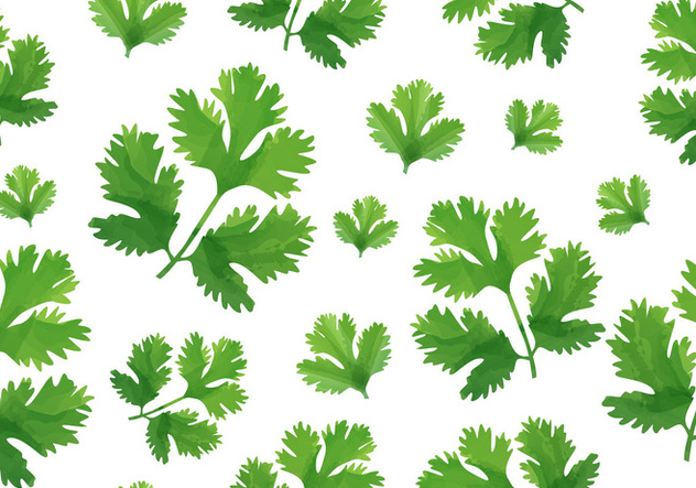632x443 Cilantro Pattern Free Vector Download Cannypic