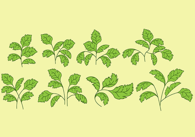 632x443 Cilantro Vector Icons Free Vector Download Cannypic
